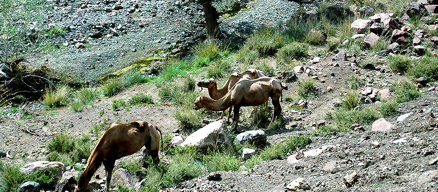 CAMELS NEAR THE TOWN OF HAMI IN NORTHERN XINJIANG