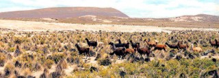 LLAMA HERD ON THE ALTI-PLANO IN BOLIVIA