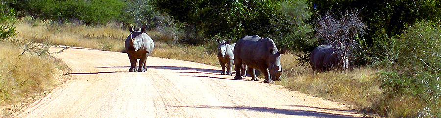 RHINOS BLOCKING THE ROAD IN KRUGER PARK