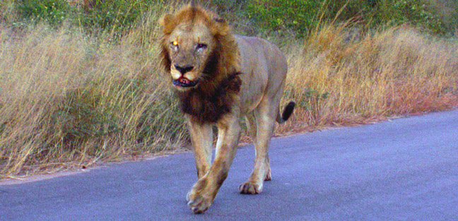LION BLOCKING YOUR ROAD IN KRUGER NATIONAL PARK