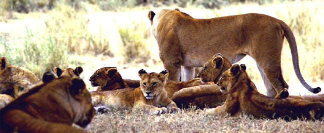 LION PRIDE IN THE SERENGETI