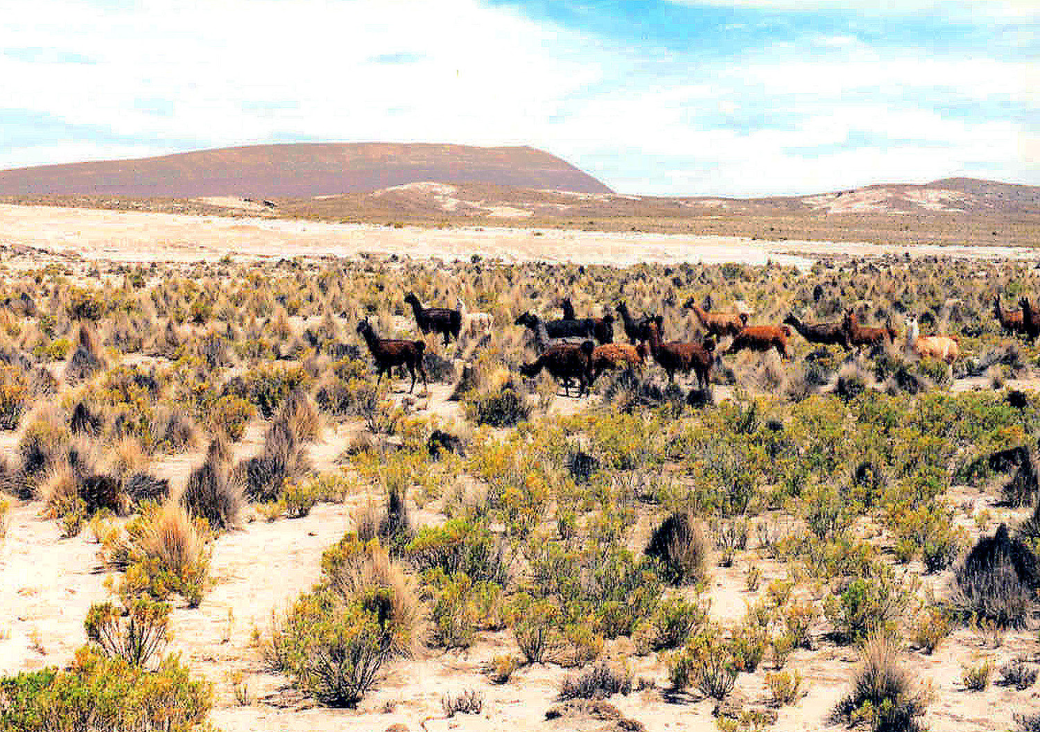 Eclipse 1994 - A52 - Llamas on Alti-Plano