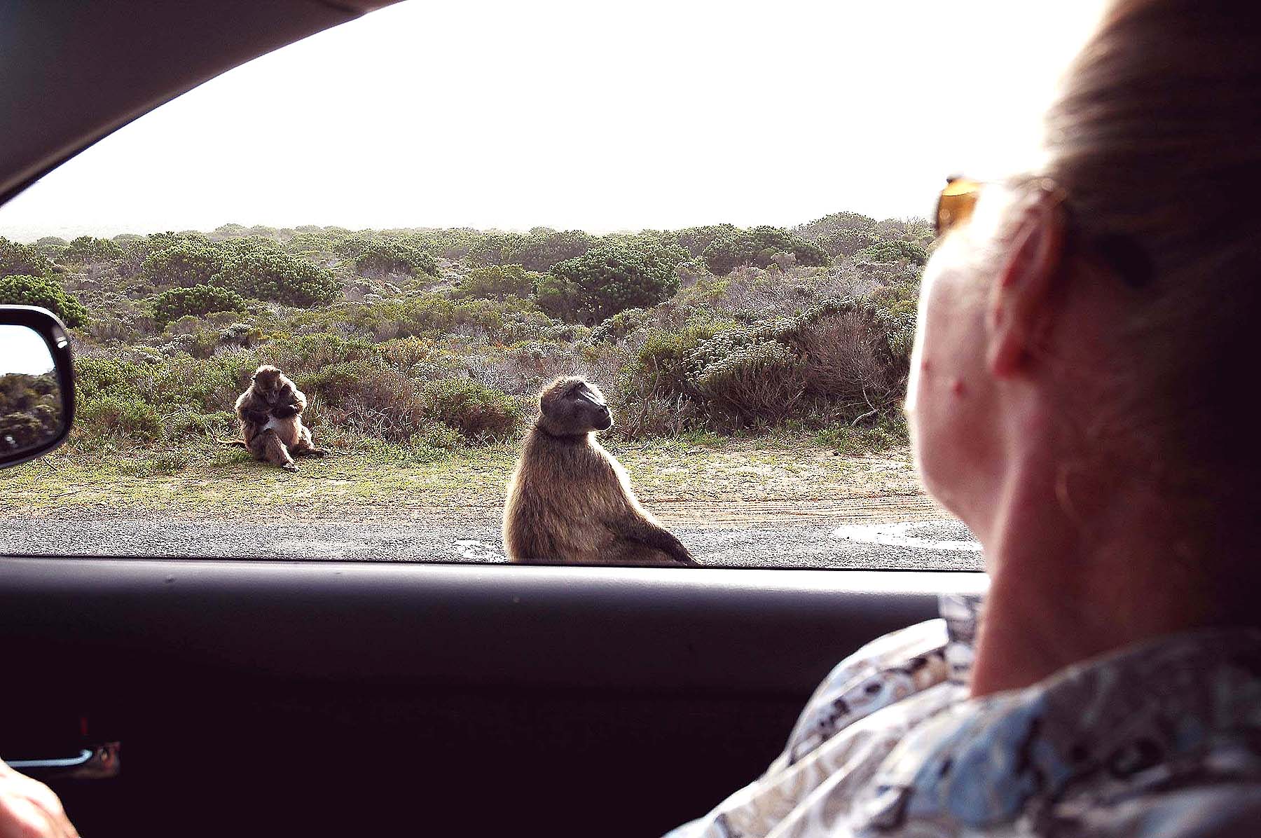 Eclipse 2001 - AA5 - Capepoint - Baboon