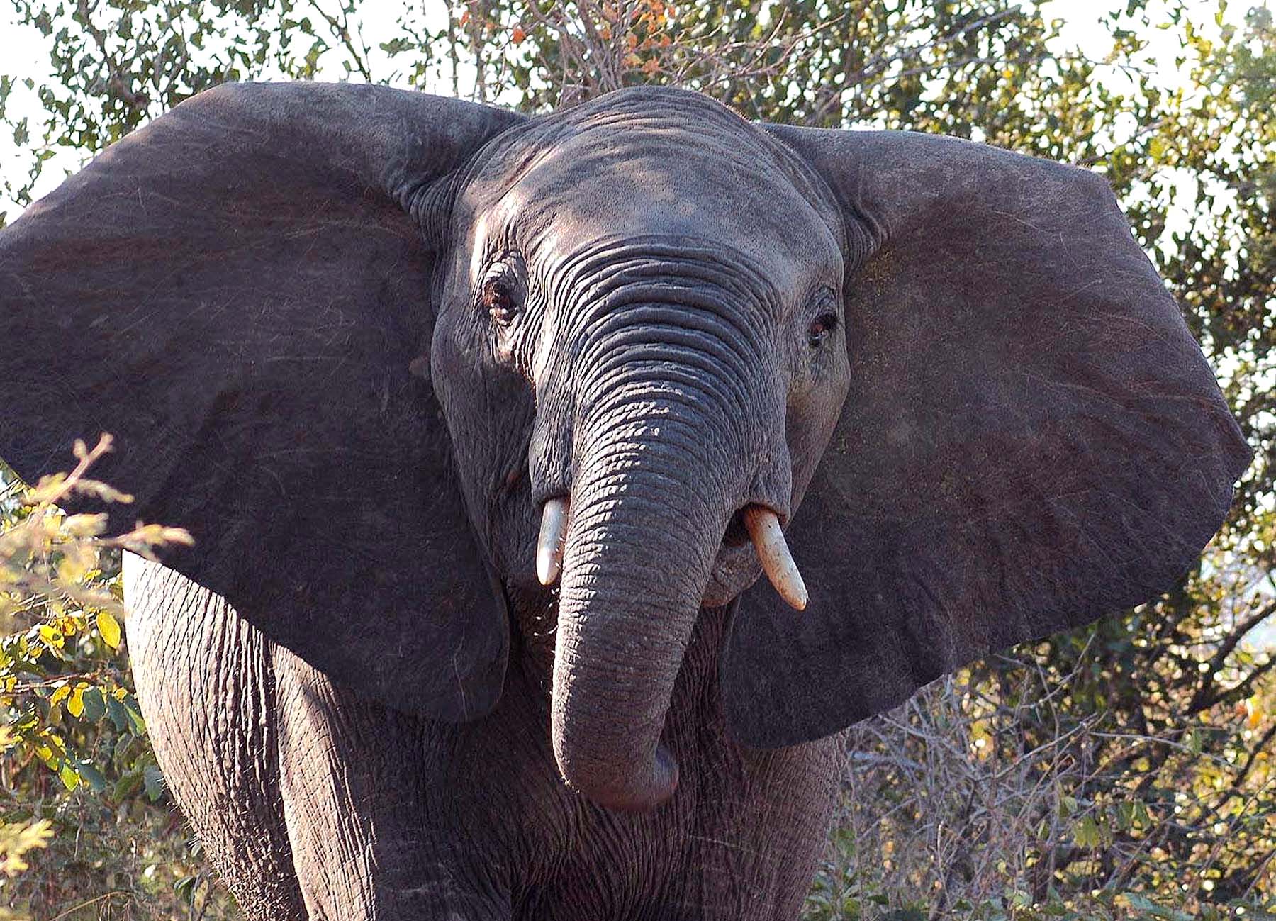 Eclipse 2001 - Kruger - A09 - Elephant