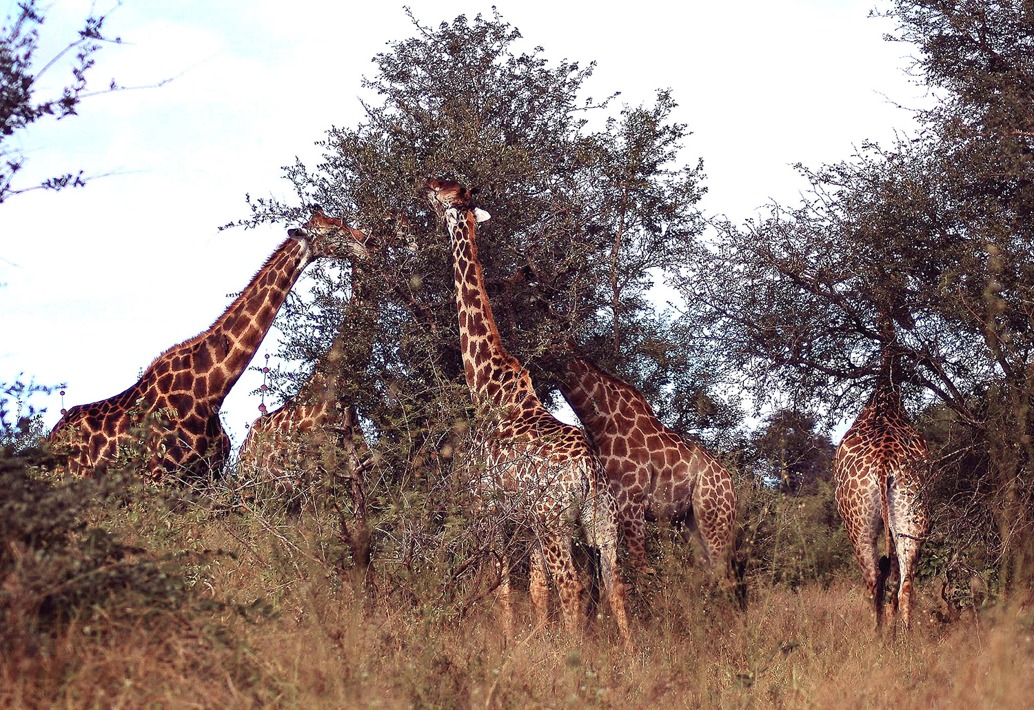 Eclipse 2001 - Kruger - A10 - Giraffes