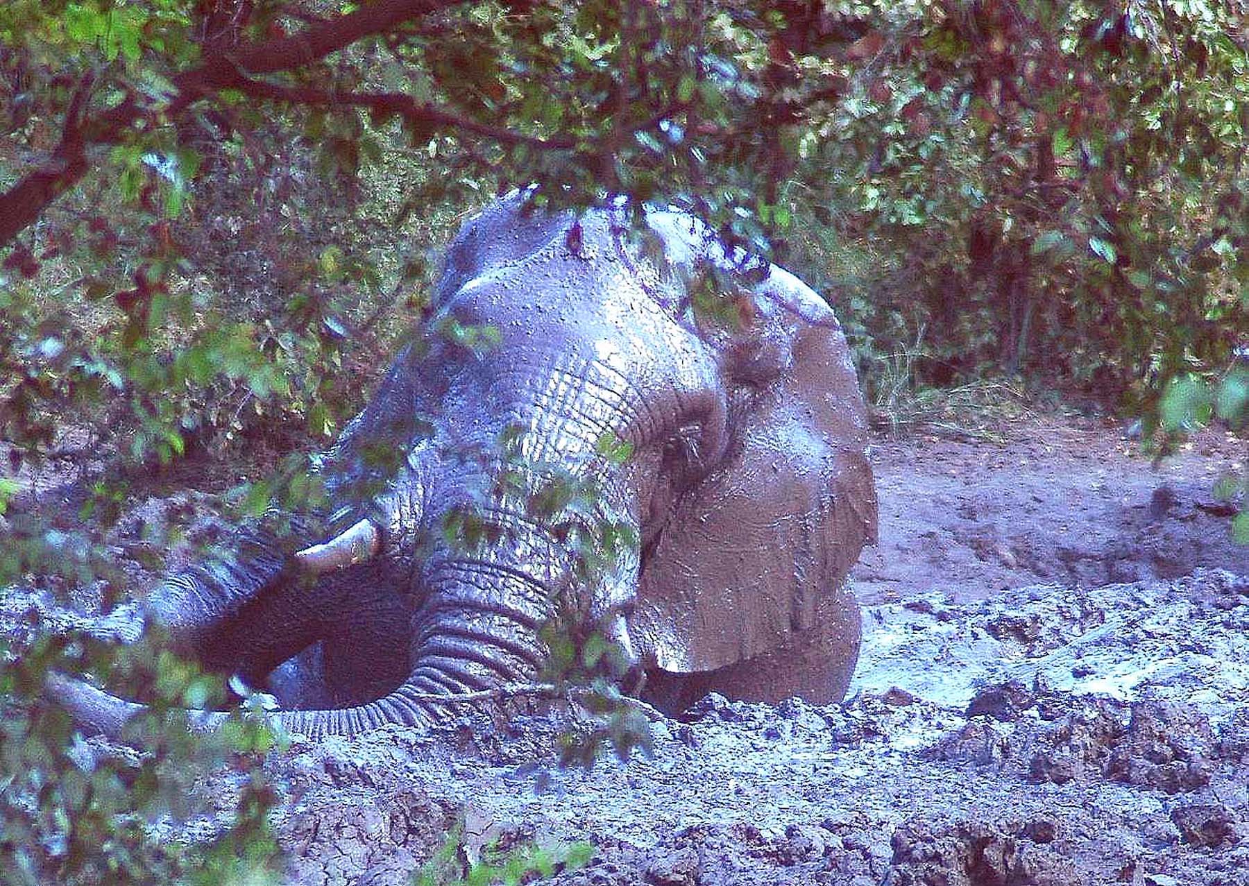 Eclipse 2001 - Kruger - A29 - Elephant Mud