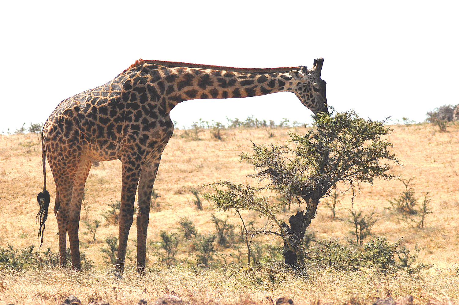 Eclipse 2004 - Ngoro - A32 - Lone Giraffe