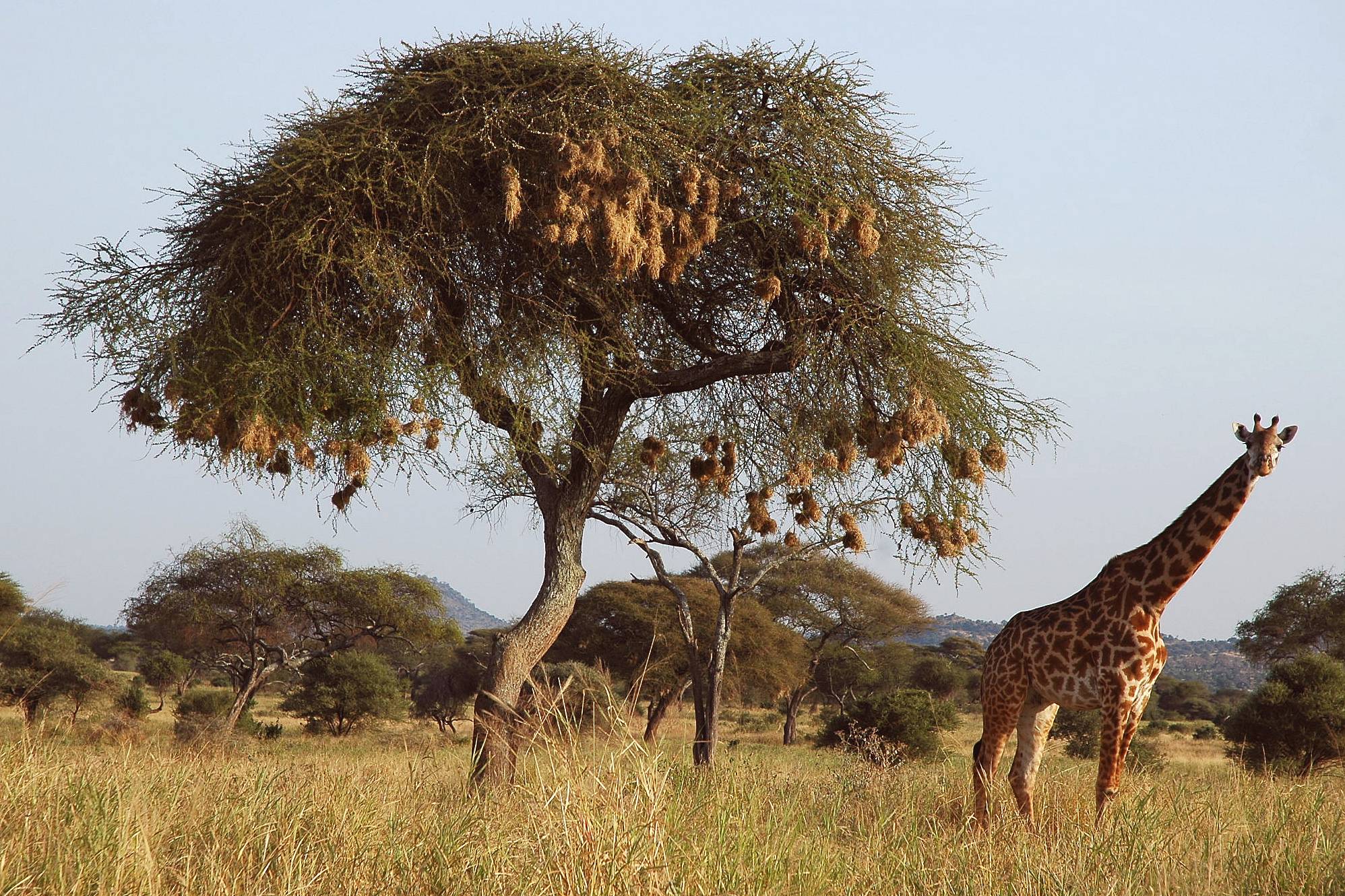 Eclipse 2004 - Q-Tarangire - A32 - Giraffe