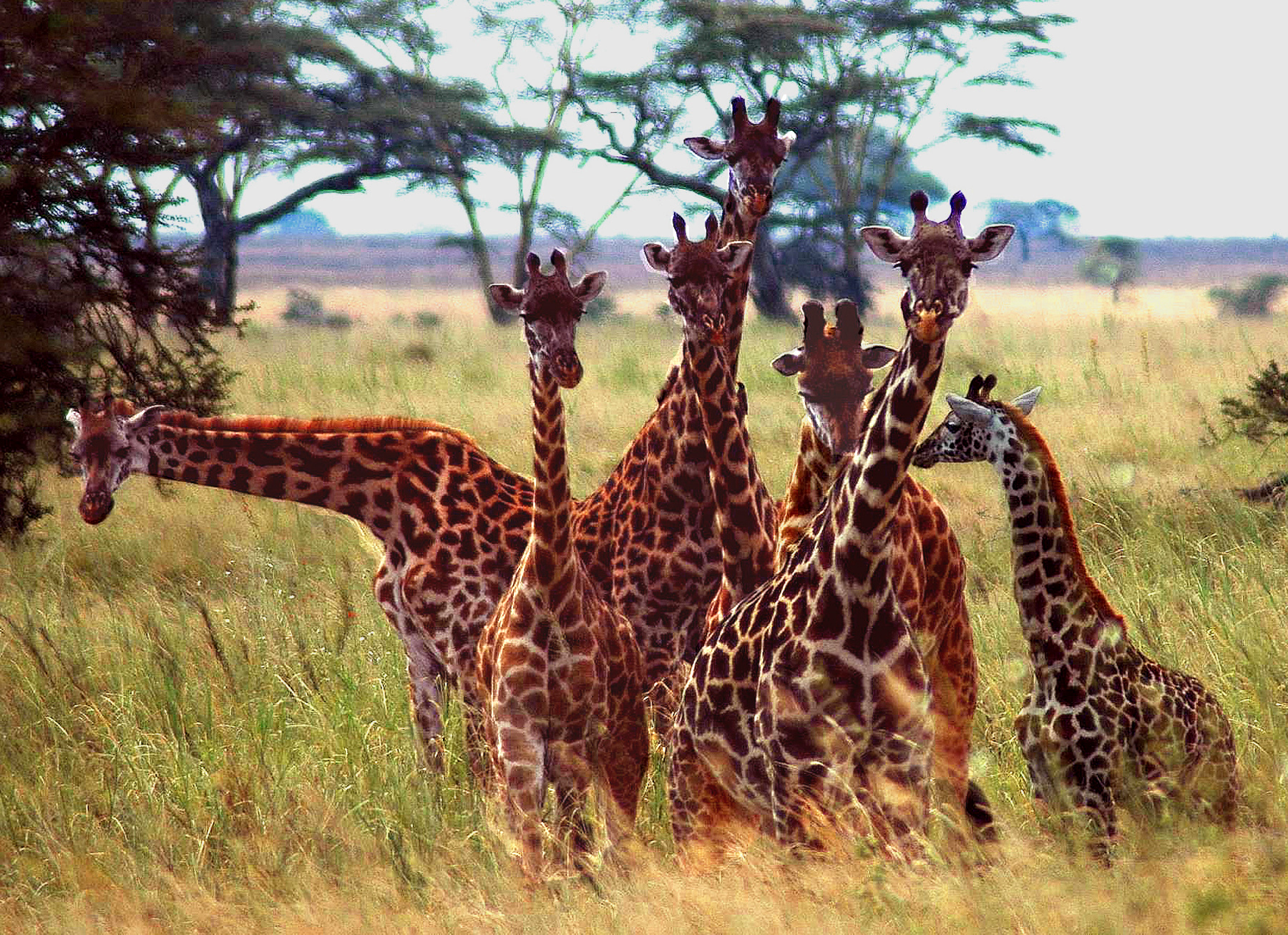 Eclipse 2004 - Serengeti - A24 - 7 Giraffes
