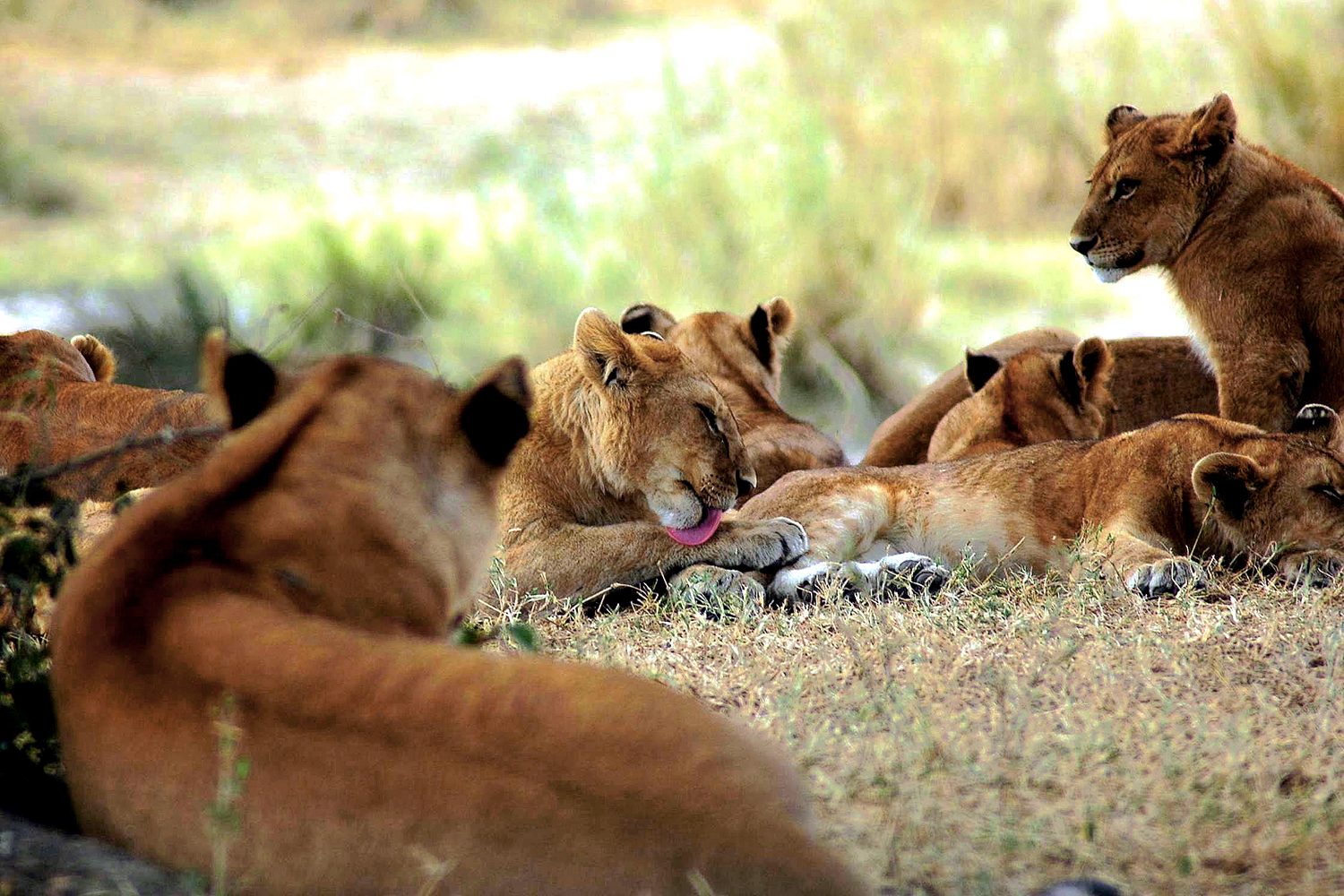 Eclipse 2004 - Serengeti - A26 - Lion Pride