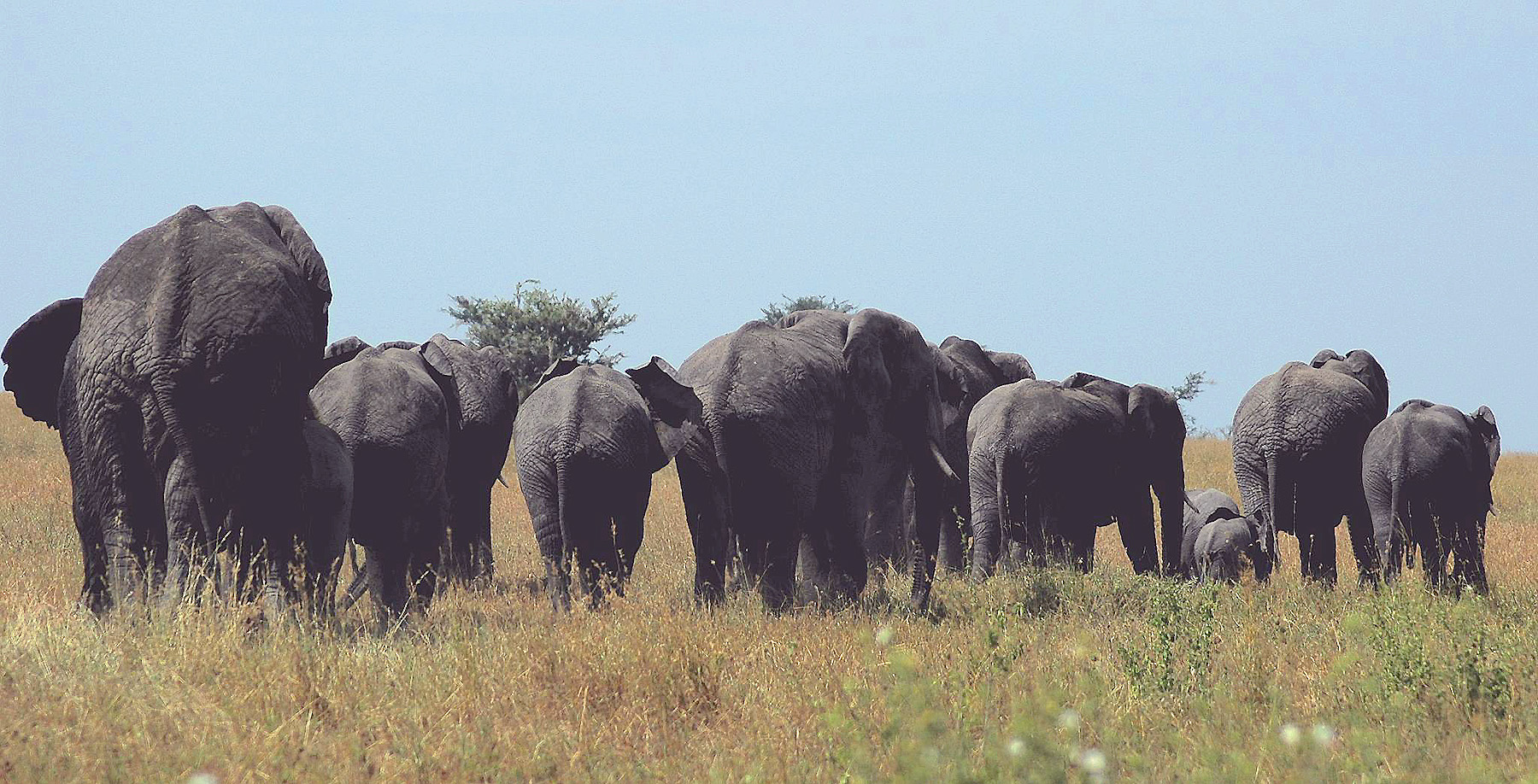 Eclipse 2004 - Serengeti - A32 - Herd