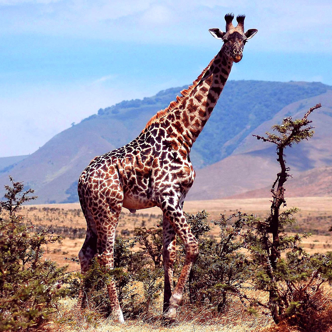 Eclipse 2004 - Serengeti - A38 - Giraffe