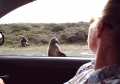 Eclipse 2001 - AA5 - Capepoint - Baboon
