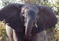 Eclipse 2001 - Kruger - A09 - Elephant