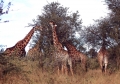 Eclipse 2001 - Kruger - A10 - Giraffes