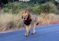 Eclipse 2001 - Kruger - A46 - Lion