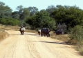 Eclipse 2001 - Kruger - A67 - Rhinos