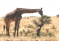 Eclipse 2004 - Ngoro - A32 - Lone Giraffe