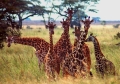 Eclipse 2004 - Serengeti - A24 - 7 Giraffes