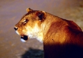 Eclipse 2004 - Serengeti - A29 - Lioness
