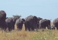Eclipse 2004 - Serengeti - A32 - Herd
