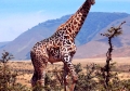 Eclipse 2004 - Serengeti - A38 - Giraffe