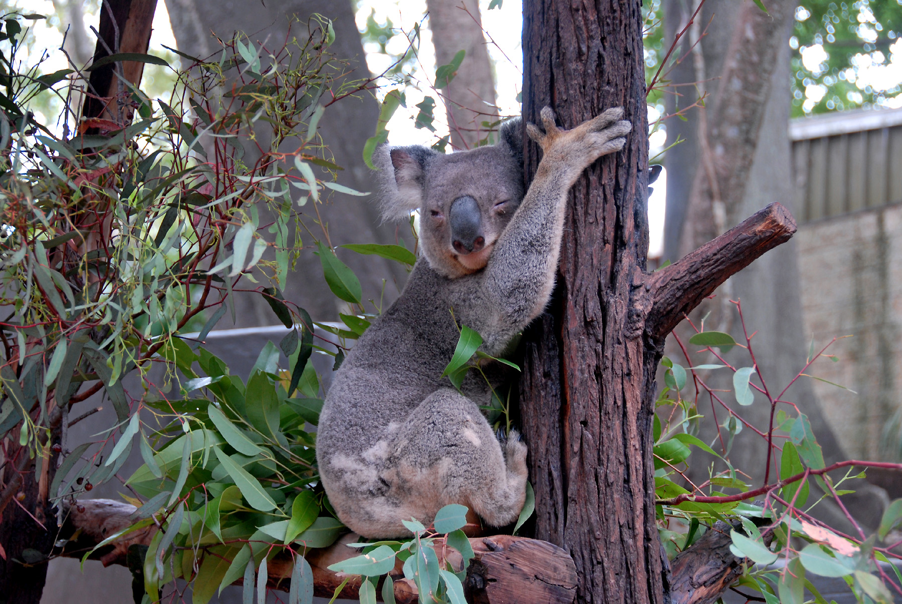 Eclipse 2012 - A28 - Koala in Tree