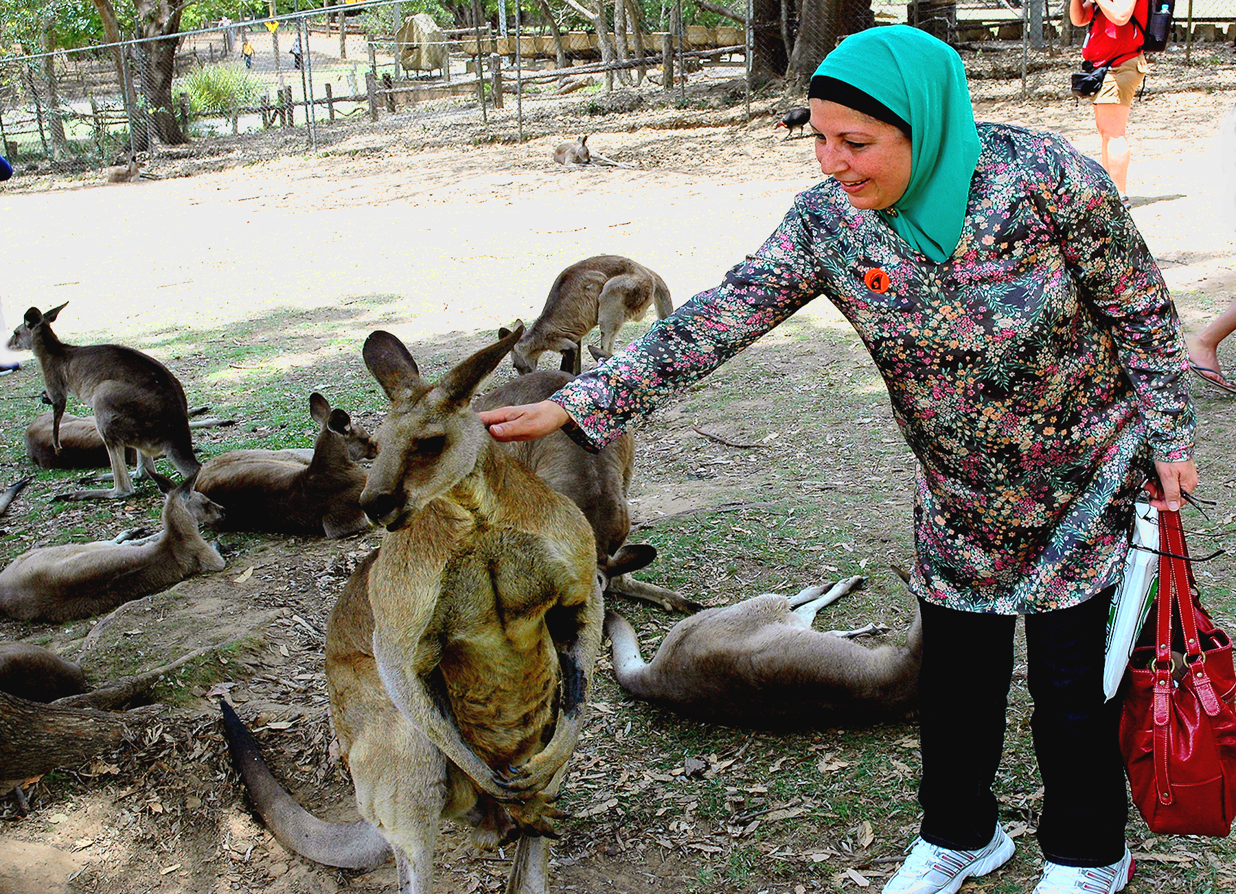 Eclipse 2012 - A31 - C-Kangaroo Petting