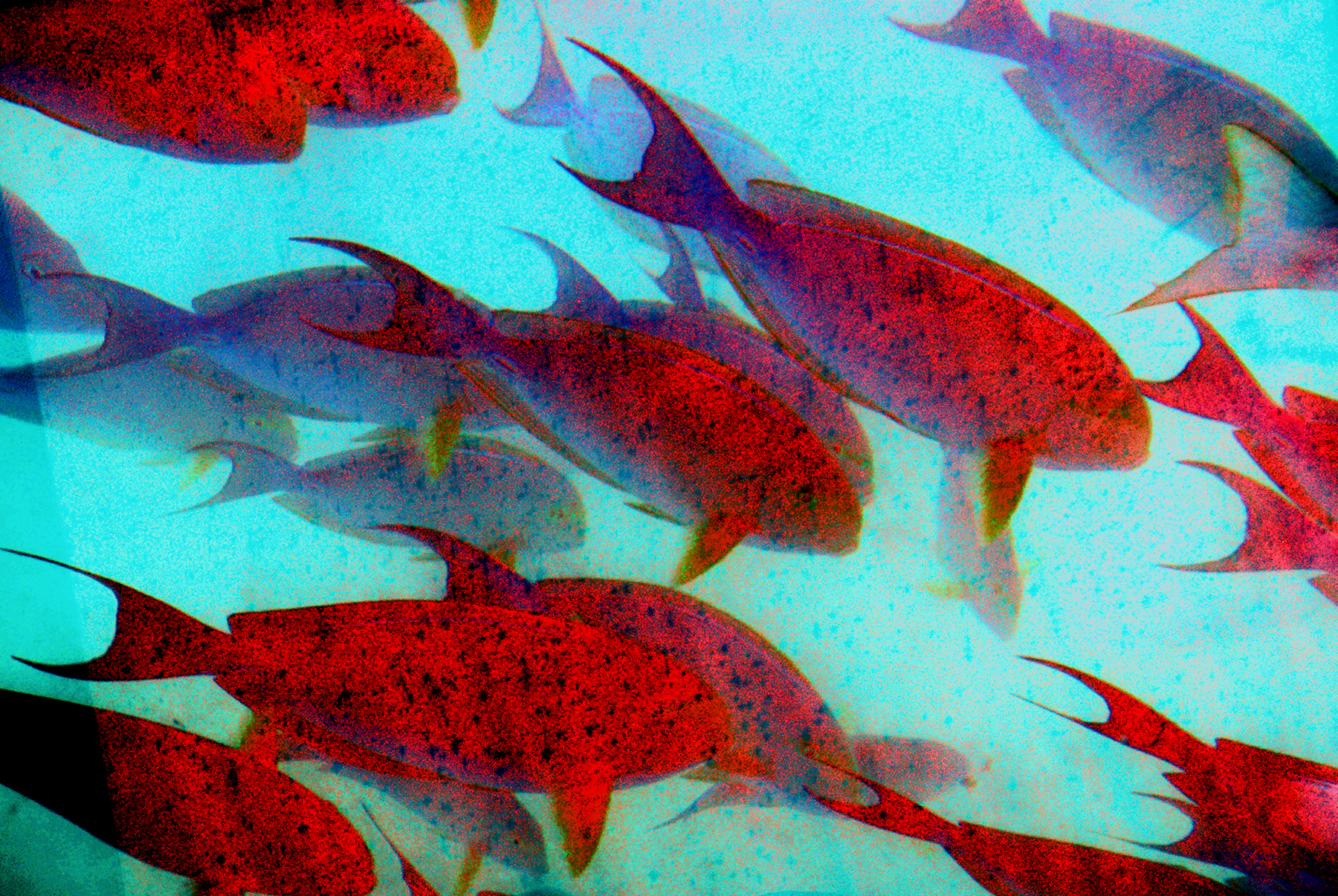 Eclipse 2012 - A39 - Red Fish