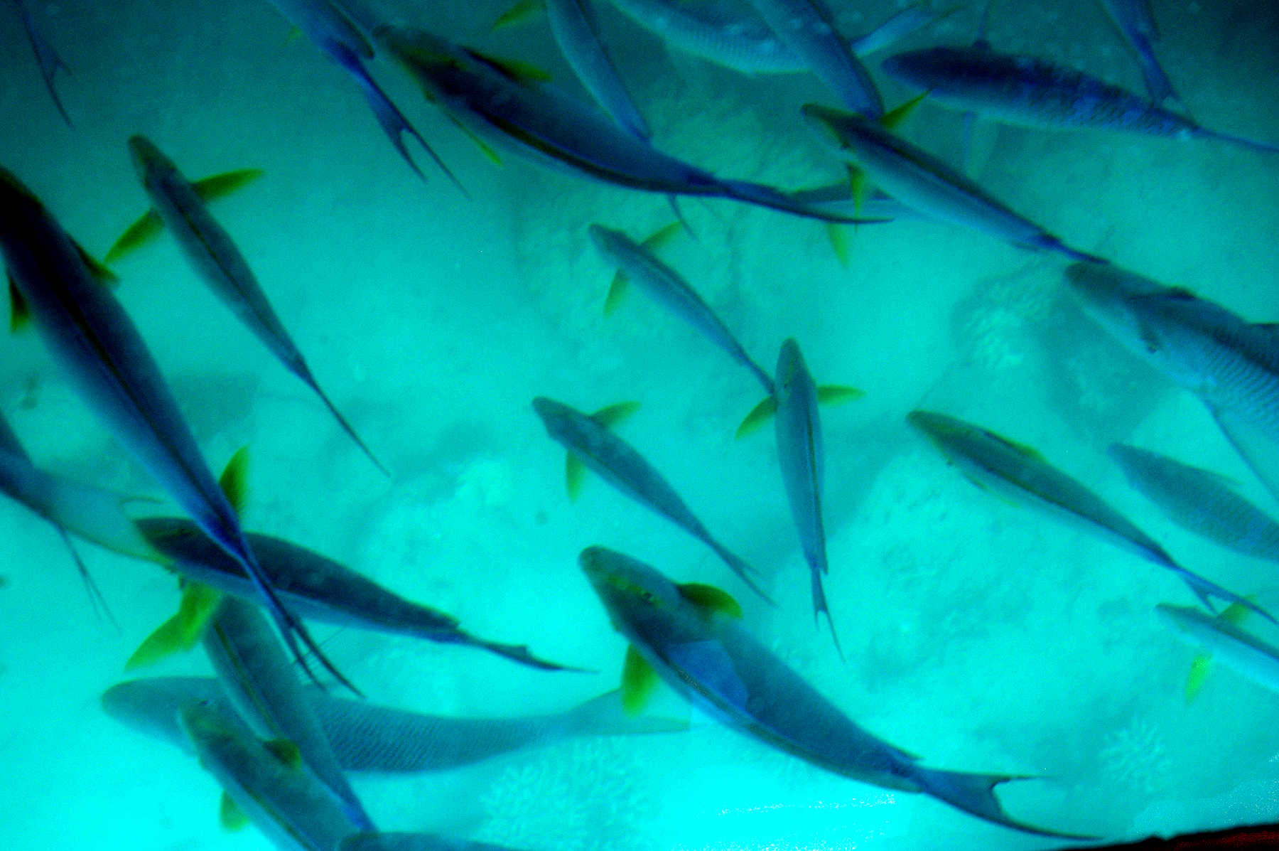 Eclipse 2012 - A42 - Blue Fish