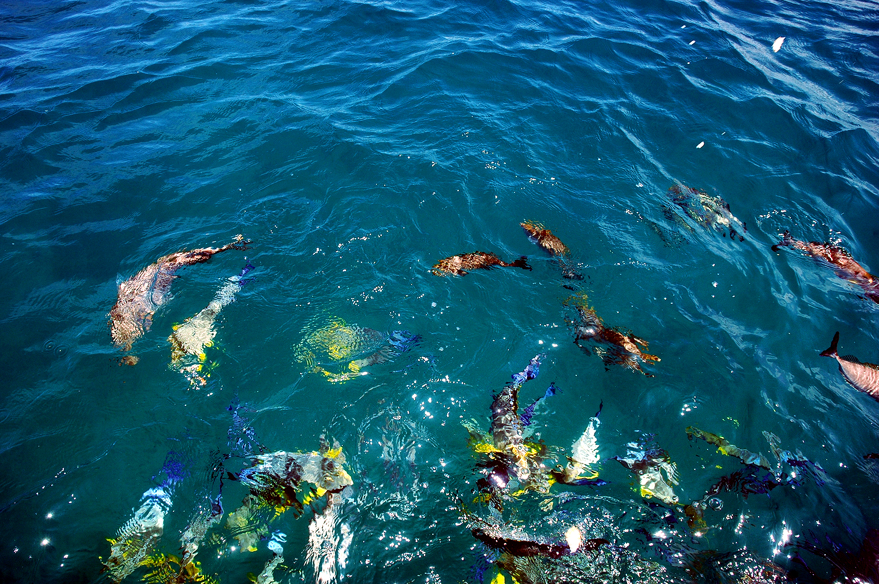Eclipse 2012 - A44 - Reef Fish 4