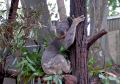 Eclipse 2012 - A28 - Koala in Tree