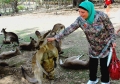 Eclipse 2012 - A31 - C-Kangaroo Petting