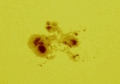 Eclipse 2014 - A06 - 4-37 p.m. - Sunspot Group - 8678