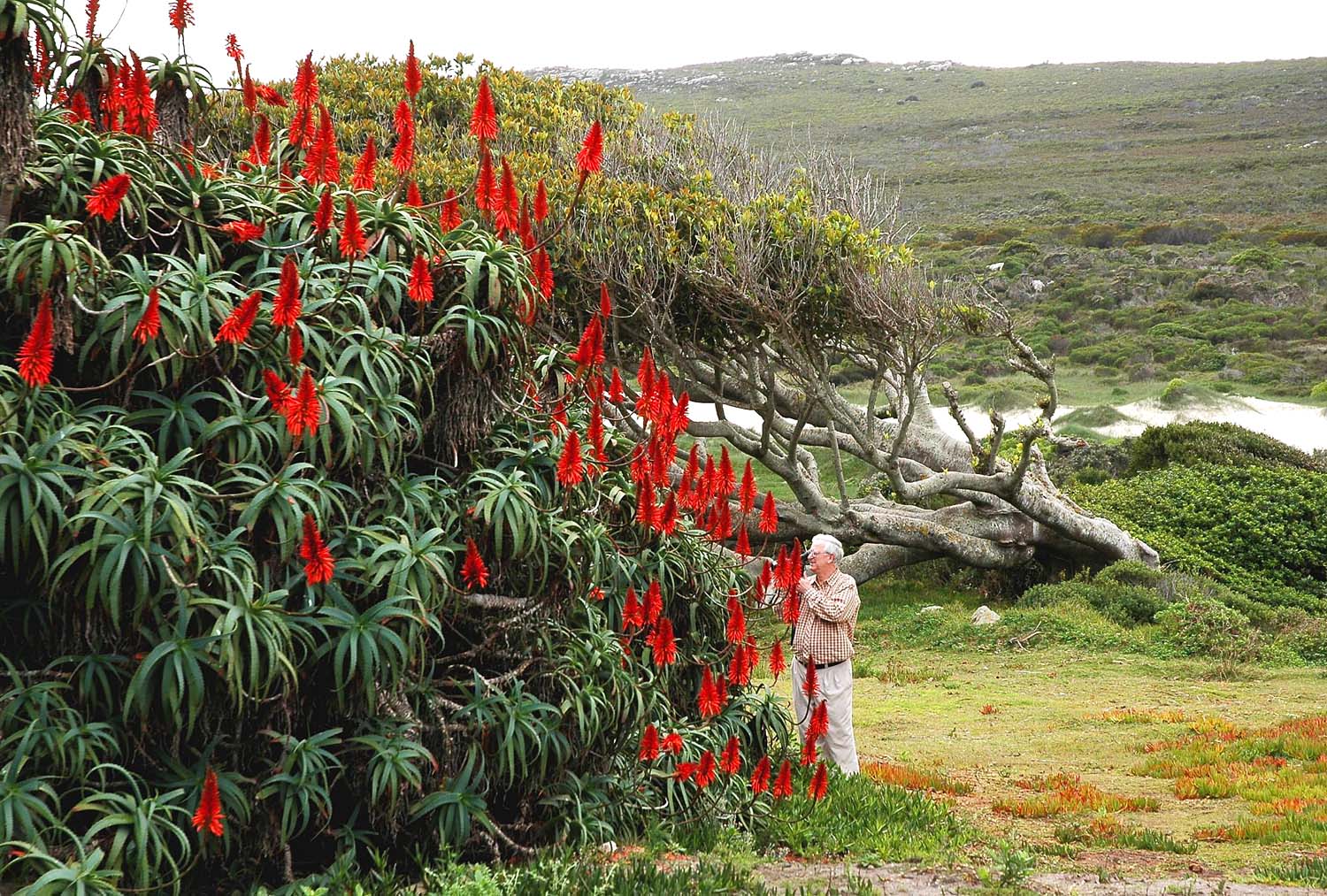 Capepoint-11.jpg