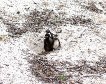 Cape - Penguin and Babies.jpg