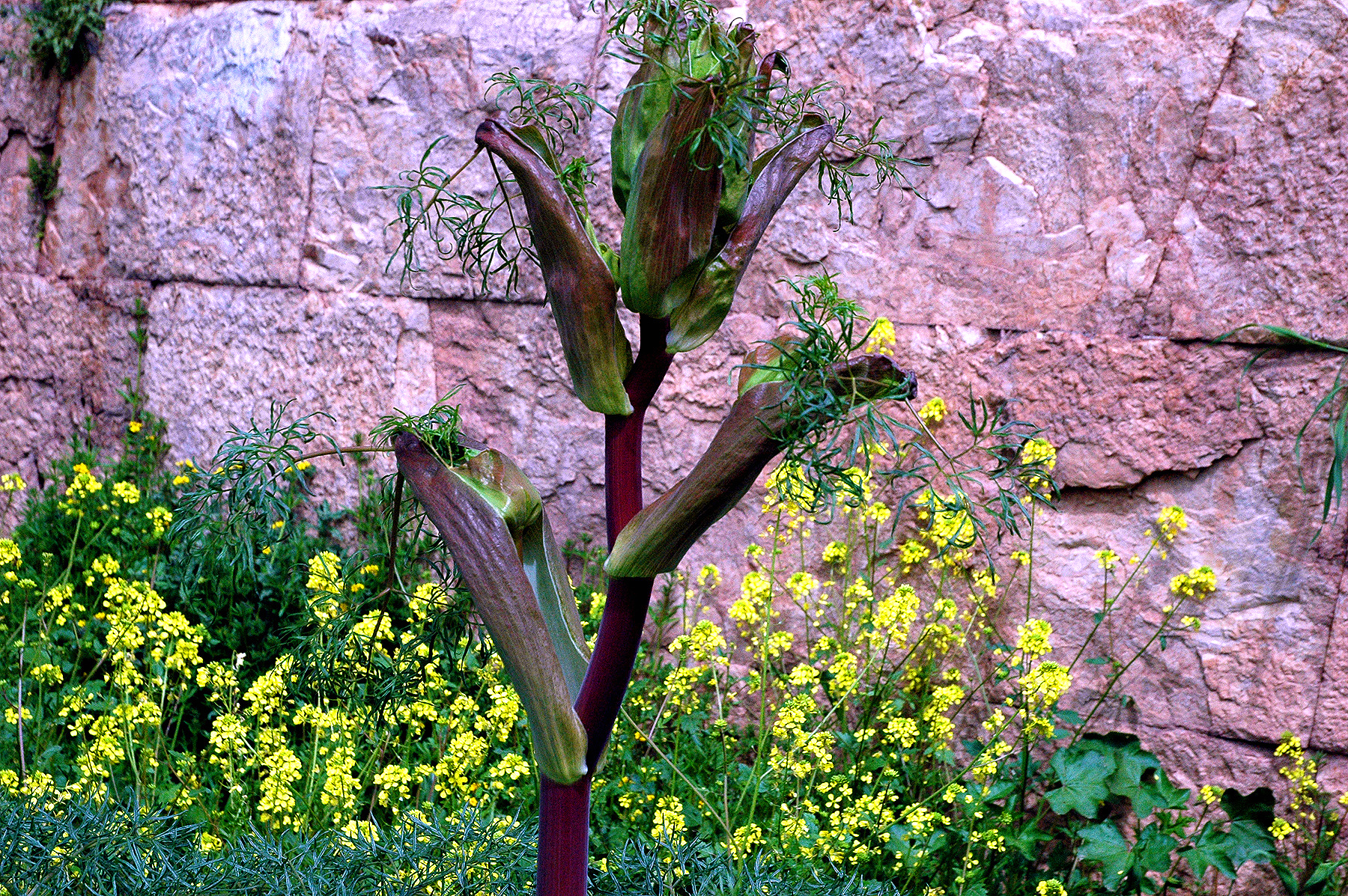 DSC_1557.JPG