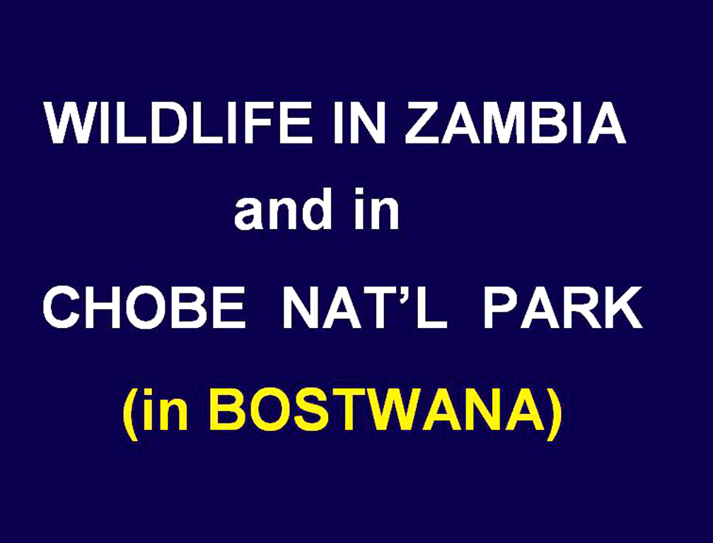 Eclipse 2001 - A40 - Title - Wildlife in Zambia