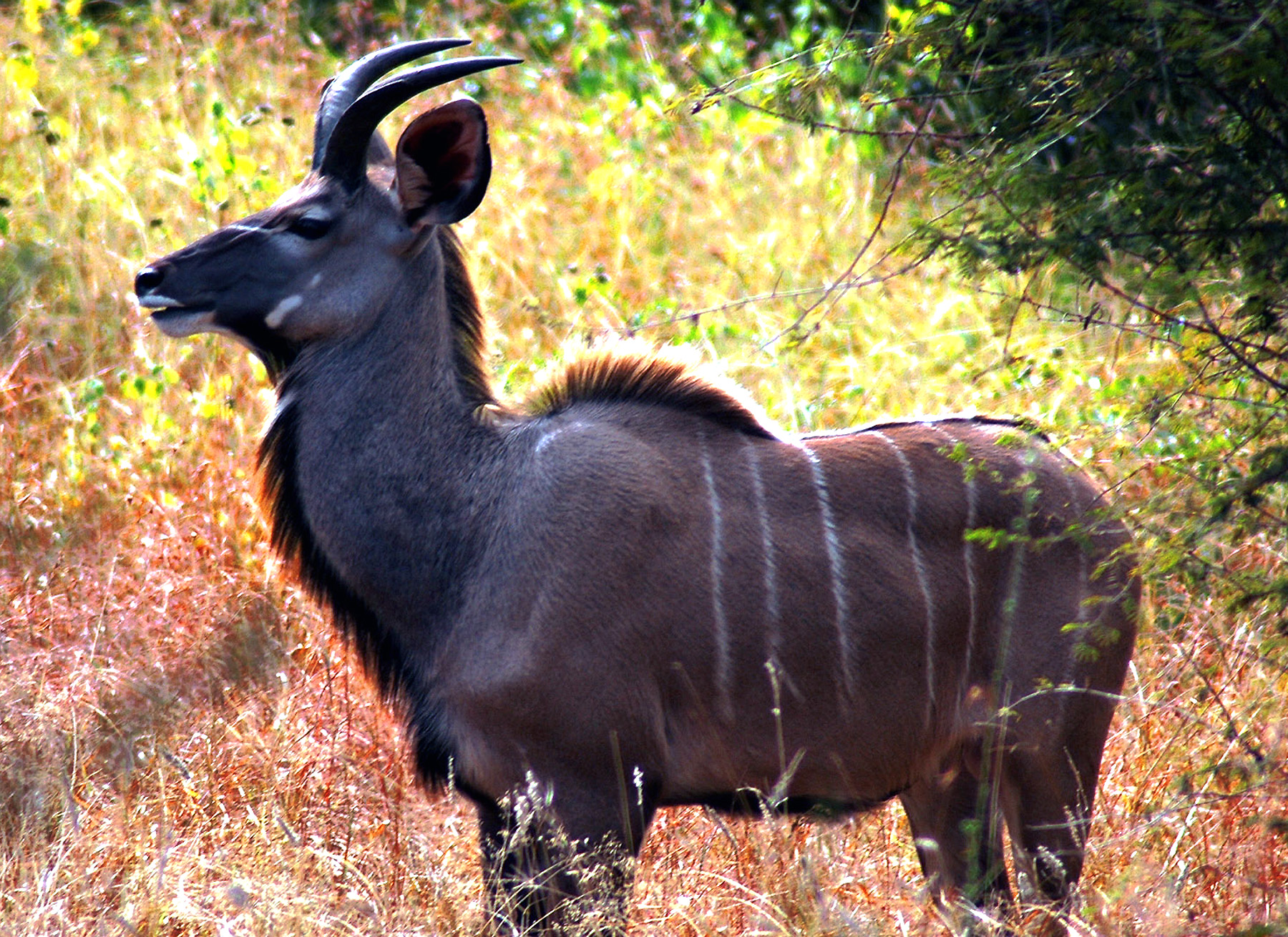 Eclipse 2001 - A46 - Kudu