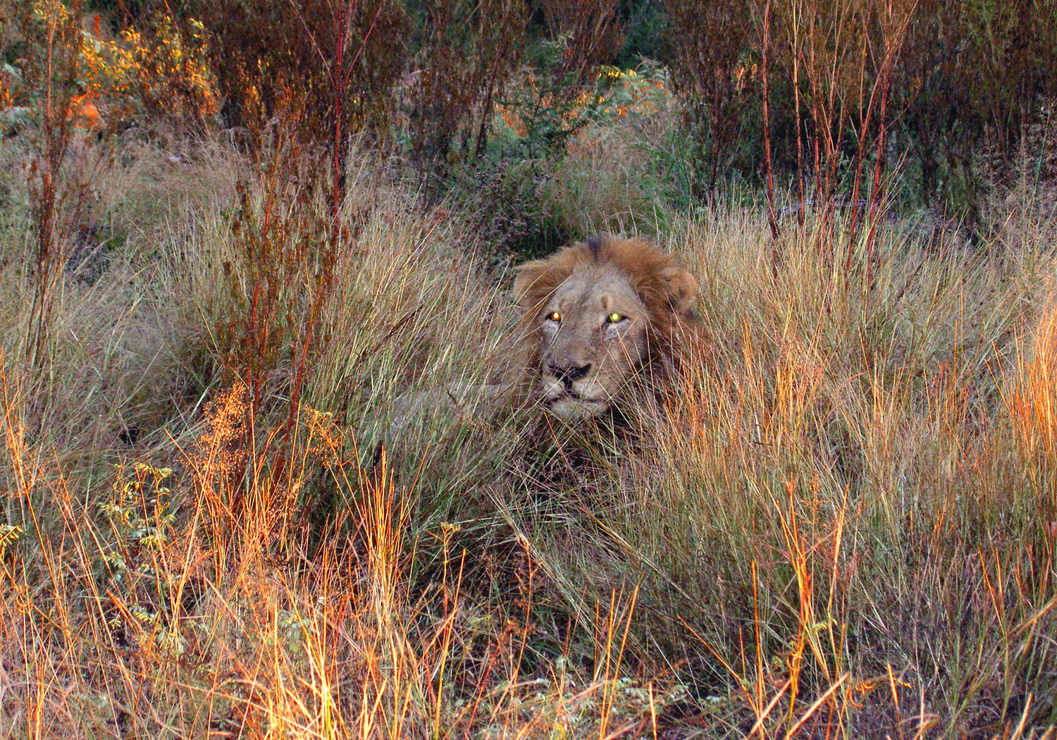 Eclipse 2002 - A24 - Kruger - Lion