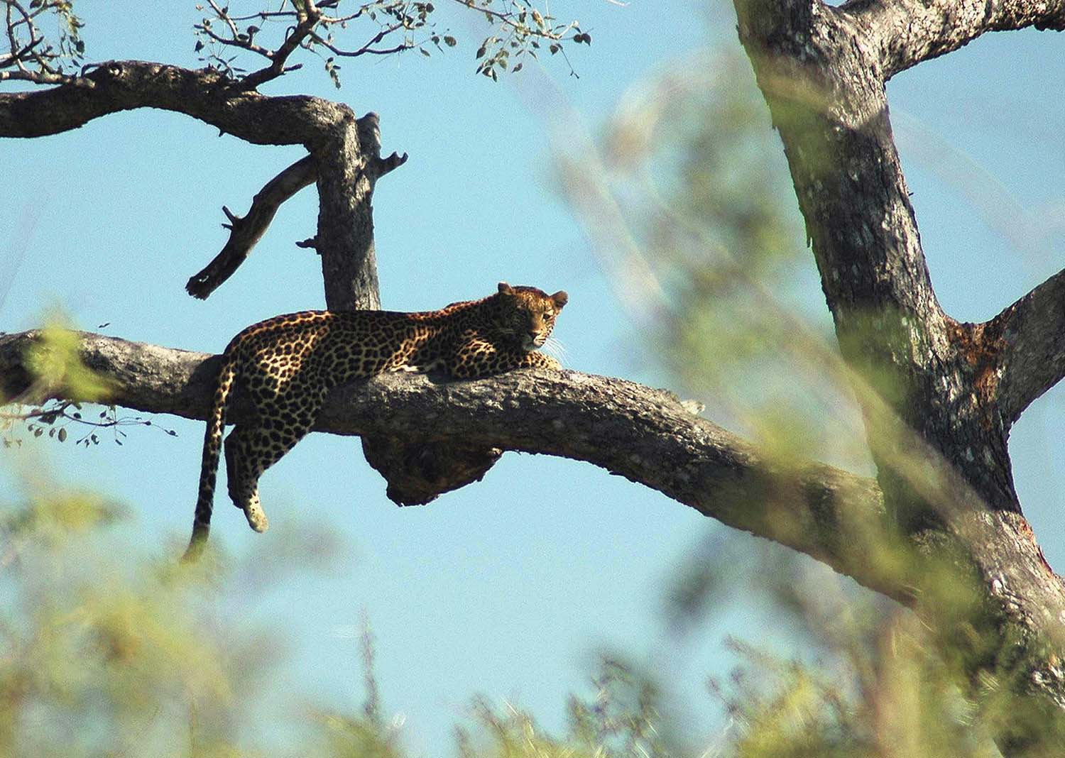 Eclipse 2002 - A28 - Kruger - Leopard in Tree
