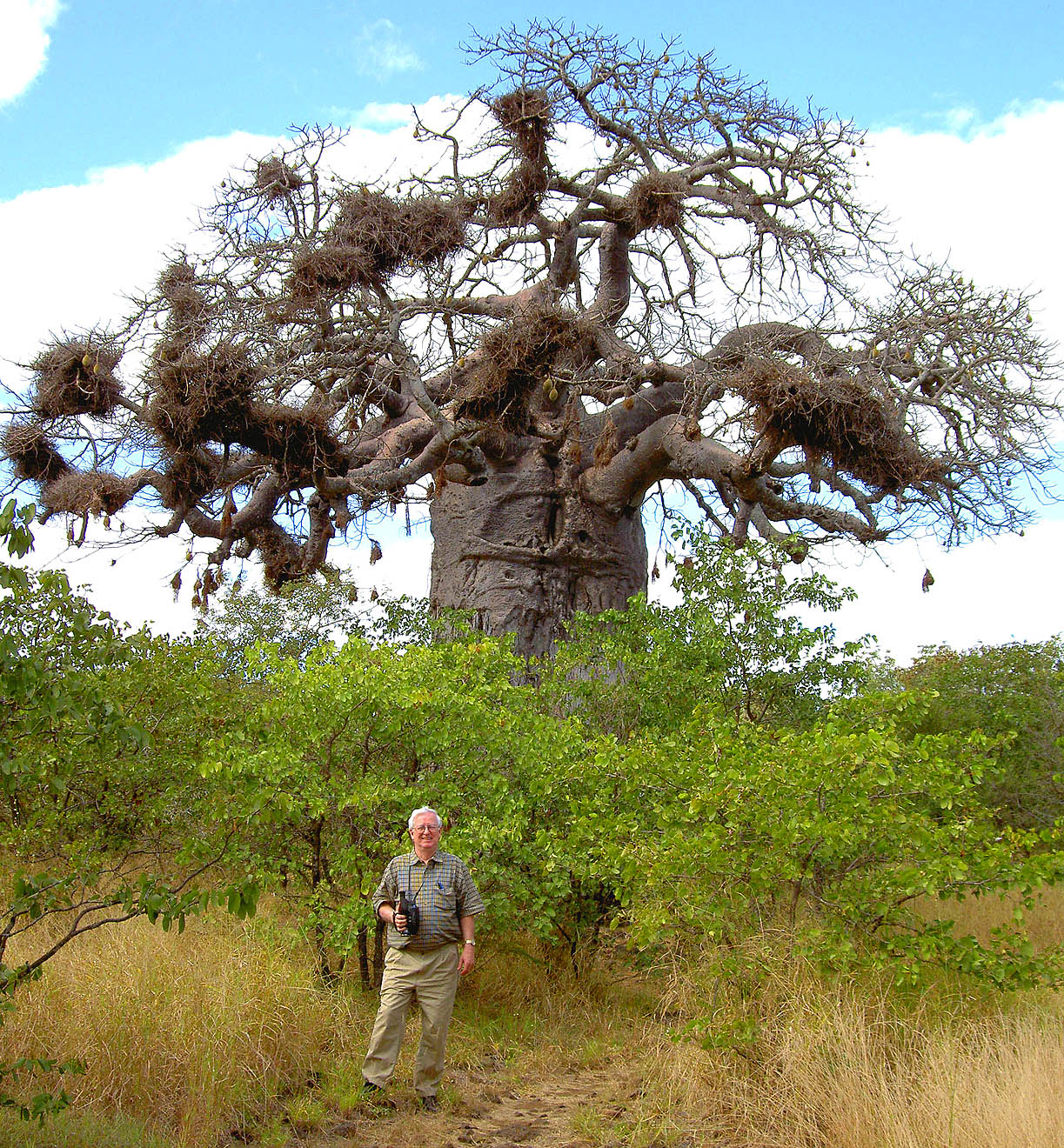 Eclipse 2002 - A30 - Kruger - Baobab