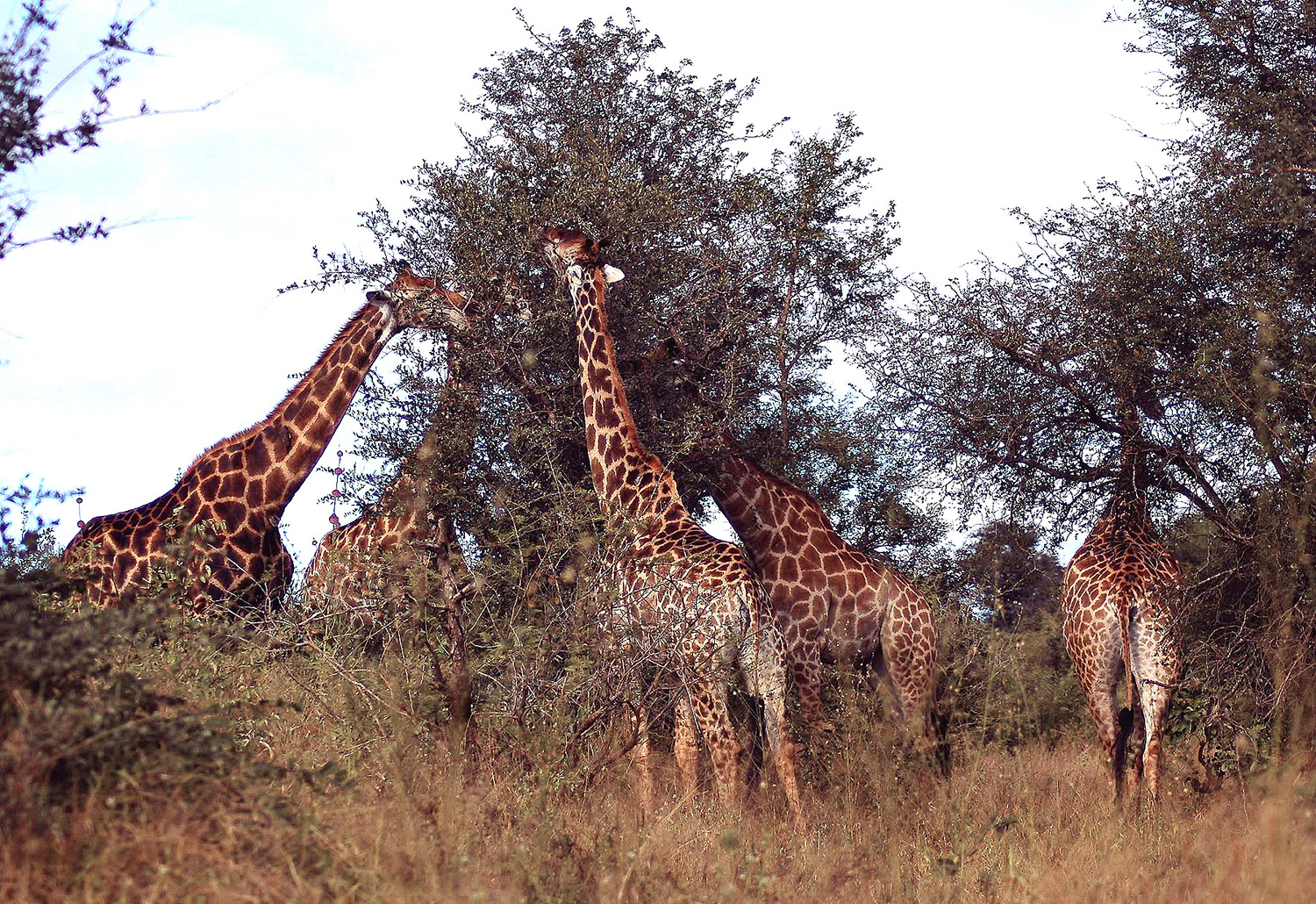 Eclipse 2002 - A46 - Kruger - Five Giraffes