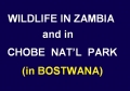 Eclipse 2001 - A40 - Title - Wildlife in Zambia