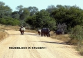 Eclipse 2002 - A23 - Kruger - Rhino Roadblock