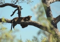 Eclipse 2002 - A28 - Kruger - Leopard in Tree