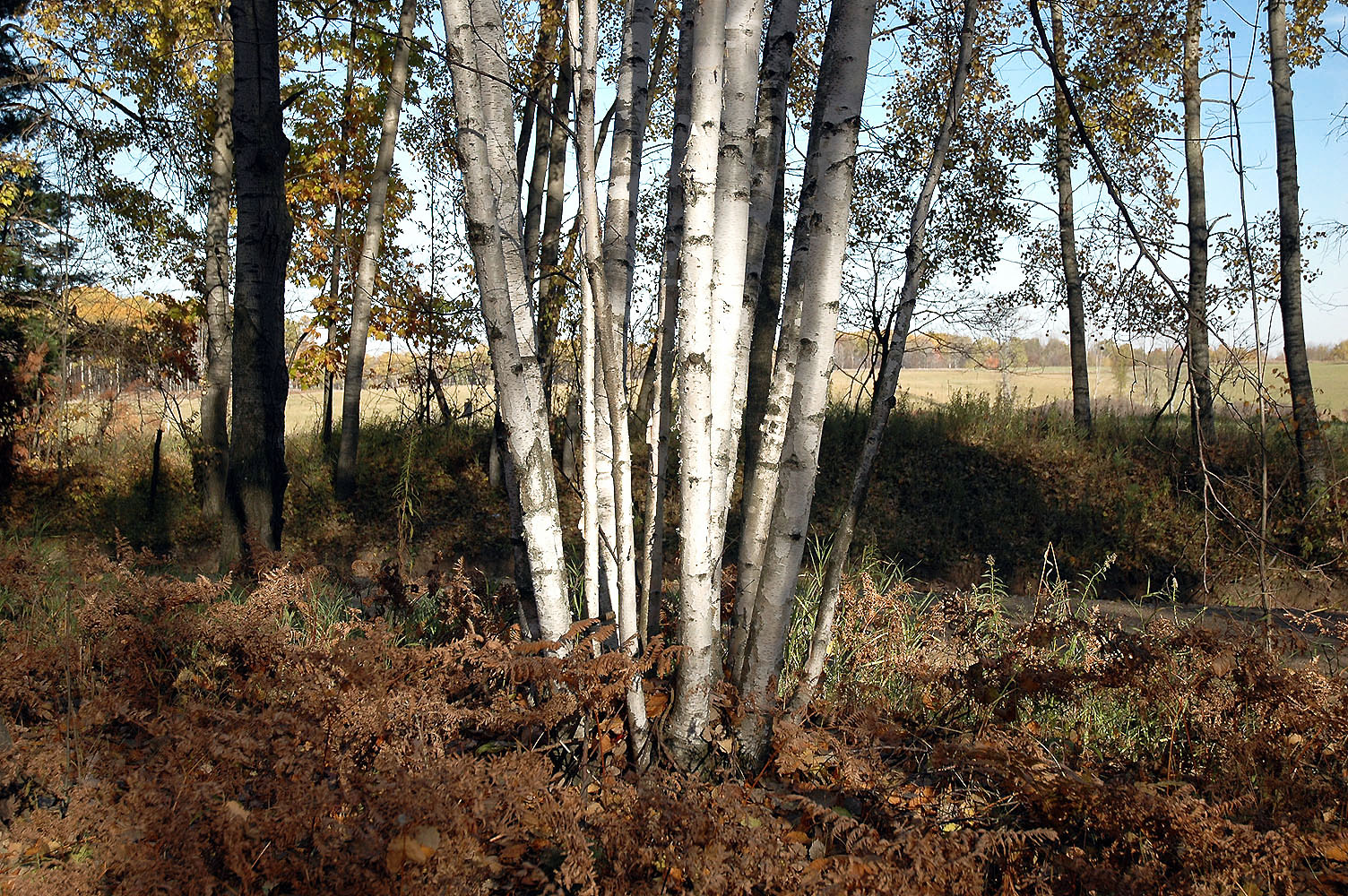DSC_0085.JPG