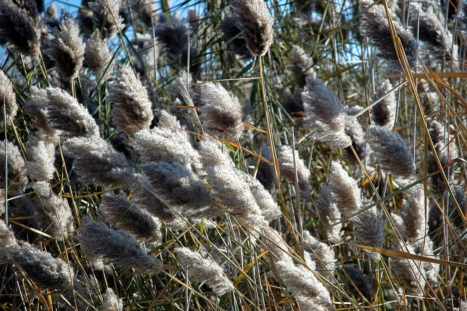 DSC_0089.JPG
