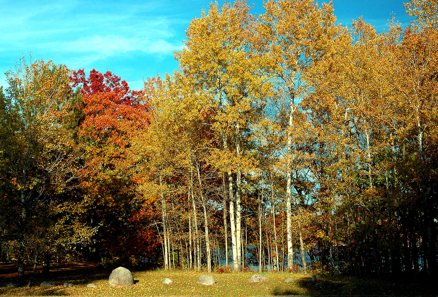 DSC_0110.JPG