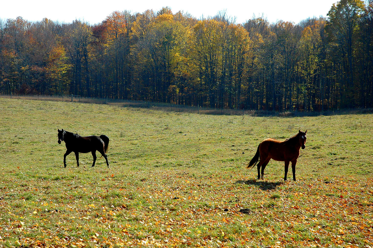DSC_0168.JPG